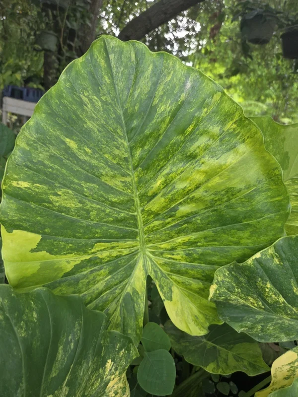 Alocasia Odora Gageana Aurea Variegated Live Plant 4" Pot Indoor/Outdoor - Image 1