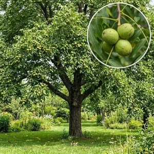 American Black Walnut Live Tree Plant 6-12