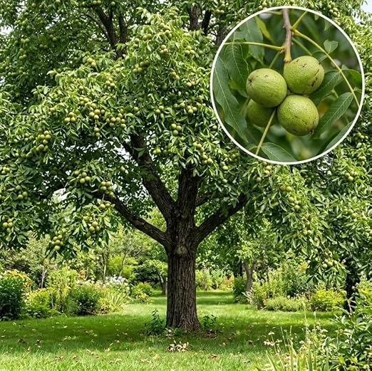 American Black Walnut Live Tree Plant 6-12" Tall, 4" Pot, Cold Hardy, Shade & Nut Tree - Image 5
