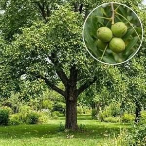 American Black Walnut Live Tree Plant 6-12" Tall, 4" Pot, Cold Hardy, Shade & Nut Tree - Image 1