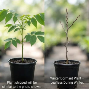 American Black Walnut Tree Live Plant 6-12