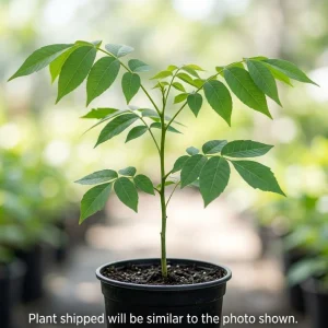 American Black Walnut Tree Live Plant 6-12