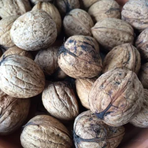 American Black Walnut Tree Live Plant 6-12