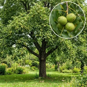 American Black Walnut Tree Live Plant 6-12