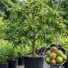 American Black Walnut Tree Live Plant 6-12" Tall in 4" Pot - Outdoor Nut Tree - Image 1