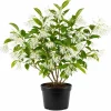 American Fringe Tree Live Plant – White Fringe Flower Bush, 8-16 Inches Tall, Quart Pot - Image 1