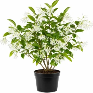 American Fringe Tree Live Plant – White Fringe Flower Bush, 8-16 Inches Tall, Quart Pot - Image 1