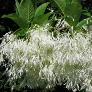 American Fringe Tree Live Plant – White Fringe Flower Bush, 8-16 Inches Tall, Quart Pot - Image 2