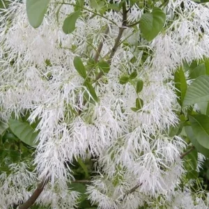 American Fringe Tree Live Plant – White Fringe Flower Bush, 8-16 Inches Tall, Quart Pot - Image 3