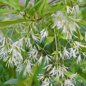 American Fringe Tree Live Plant – White Fringe Flower Bush, 8-16 Inches Tall, Quart Pot - Image 5
