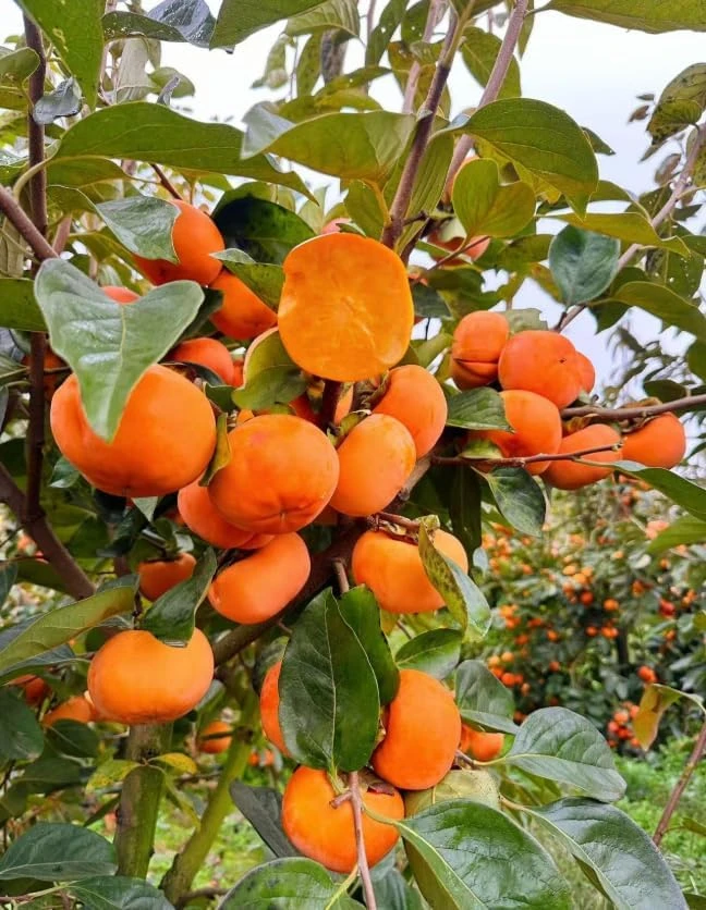 American Persimmon Tree Live Plant - Hardy Winter Plum, 7-14" Tall in Qt Pot, Outdoor - Image 3