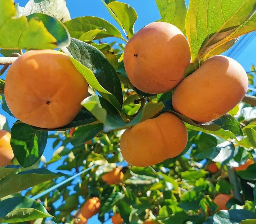 American Persimmon Tree Live Plant - Hardy Winter Plum, 7-14" Tall in Qt Pot, Outdoor - Image 4