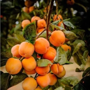 American Persimmon Tree Live Plant - Hardy Winter Plum, 7-14