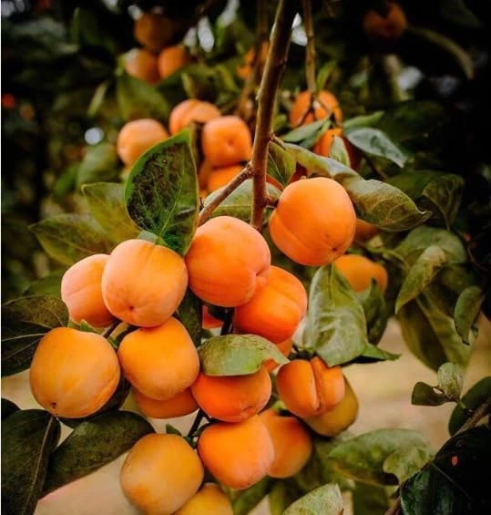 American Persimmon Tree Live Plant - Hardy Winter Plum, 7-14" Tall in Qt Pot, Outdoor - Image 5