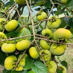 American Persimmon Tree Live Plant - Hardy Winter Plum, 7-14