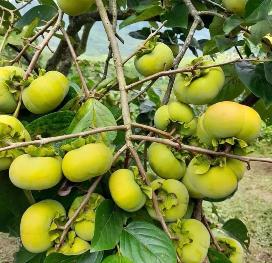 American Persimmon Tree Live Plant - Hardy Winter Plum, 7-14" Tall in Qt Pot, Outdoor - Image 7