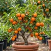 American Persimmon Tree Live Plant - Hardy Winter Plum, 7-14" Tall in Qt Pot, Outdoor - Image 1