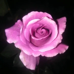 Angel Face Rose Seeds - Perennial Flower Seeds - Clumping, Fragrant - Image 10
