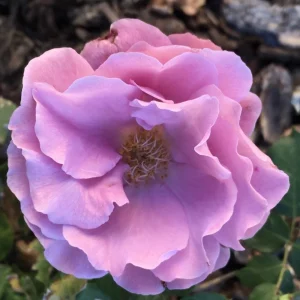 Angel Face Rose Seeds - Perennial Flower Seeds - Clumping, Fragrant - Image 11