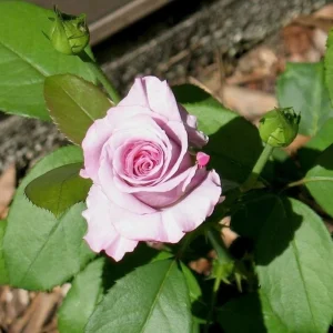 Angel Face Rose Seeds - Perennial Flower Seeds - Clumping, Fragrant - Image 12