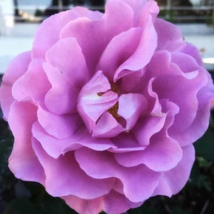 Angel Face Rose Seeds - Perennial Flower Seeds - Clumping, Fragrant - Image 13