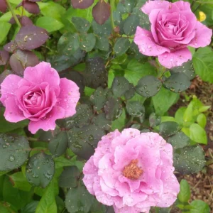 Angel Face Rose Seeds - Perennial Flower Seeds - Clumping, Fragrant - Image 14