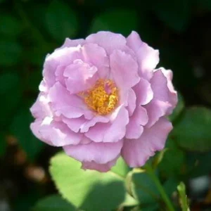 Angel Face Rose Seeds - Perennial Flower Seeds - Clumping, Fragrant - Image 15