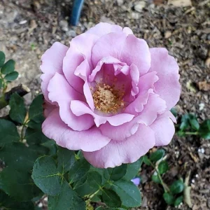 Angel Face Rose Seeds - Perennial Flower Seeds - Clumping, Fragrant - Image 16
