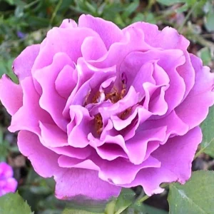 Angel Face Rose Seeds - Perennial Flower Seeds - Clumping, Fragrant - Image 17