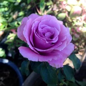 Angel Face Rose Seeds - Perennial Flower Seeds - Clumping, Fragrant - Image 18