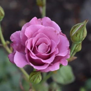 Angel Face Rose Seeds - Perennial Flower Seeds - Clumping, Fragrant - Image 2