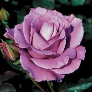 Angel Face Rose Seeds - Perennial Flower Seeds - Clumping, Fragrant - Image 3