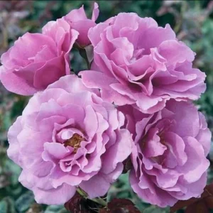 Angel Face Rose Seeds - Perennial Flower Seeds - Clumping, Fragrant - Image 4