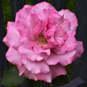 Angel Face Rose Seeds - Perennial Flower Seeds - Clumping, Fragrant - Image 5