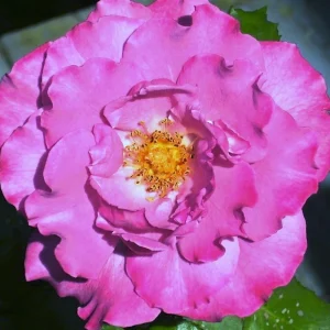 Angel Face Rose Seeds - Perennial Flower Seeds - Clumping, Fragrant - Image 6