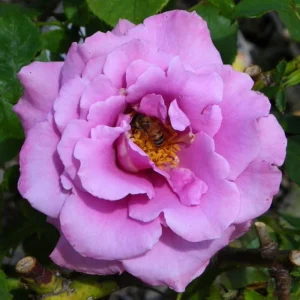 Angel Face Rose Seeds - Perennial Flower Seeds - Clumping, Fragrant - Image 8