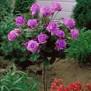 Angel Face Rose Seeds - Perennial Flower Seeds - Clumping, Fragrant - Image 9
