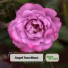 Angel Face Rose Seeds - Perennial Flower Seeds - Clumping, Fragrant - Image 1