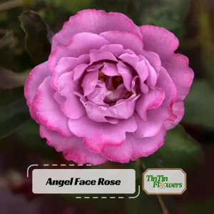 Angel Face Rose Seeds - Perennial Flower Seeds - Clumping, Fragrant - Image 1