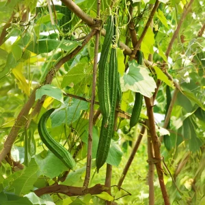 Angled Luffa Seeds - Ridge Gourd Seeds - 10 Seeds - Edible & Sponge Gourd - Image 10