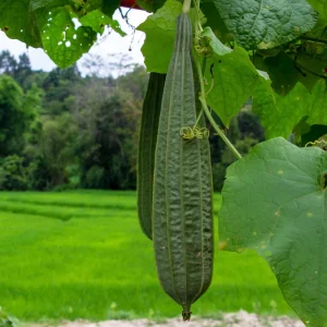 Angled Luffa Seeds - Ridge Gourd Seeds - 10 Seeds - Edible & Sponge Gourd - Image 2