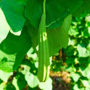 Angled Luffa Seeds - Ridge Gourd Seeds - 10 Seeds - Edible & Sponge Gourd - Image 3