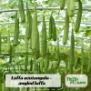 Angled Luffa Seeds - Ridge Gourd Seeds - 10 Seeds - Edible & Sponge Gourd - Image 1