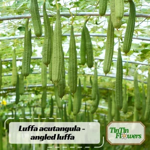 Angled Luffa Seeds - Ridge Gourd Seeds - 10 Seeds - Edible & Sponge Gourd - Image 1