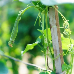 Angled Luffa Seeds - Ridge Gourd Seeds - 10 Seeds - Edible & Sponge Gourd - Image 4