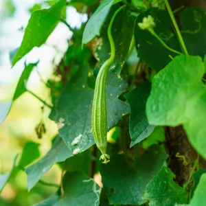 Angled Luffa Seeds - Ridge Gourd Seeds - 10 Seeds - Edible & Sponge Gourd - Image 5
