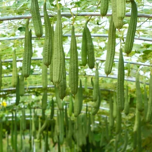 Angled Luffa Seeds - Ridge Gourd Seeds - 10 Seeds - Edible & Sponge Gourd - Image 7