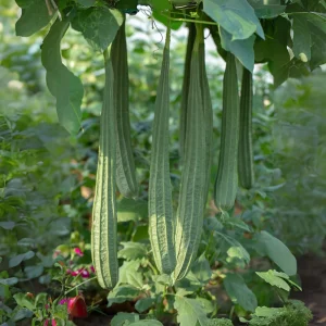 Angled Luffa Seeds - Ridge Gourd Seeds - 10 Seeds - Edible & Sponge Gourd - Image 8