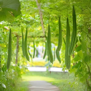 Angled Luffa Seeds - Ridge Gourd Seeds - 10 Seeds - Edible & Sponge Gourd - Image 9