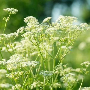 Anise Seeds - Pimpinella anisum - 50 Sweet Aromatic Herb Seeds for Culinary Gardens - Image 10